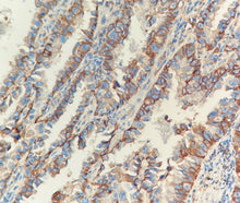 Charger l'image dans la galerie, E-Cad (DA053)