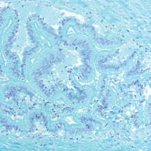 Charger l'image dans la galerie, Kit de Feulgen