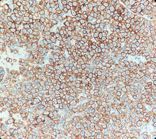 Charger l'image dans la galerie, CD138