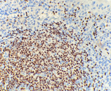 Charger l'image dans la galerie, Pax-5 (DA098)