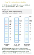 Charger l'image dans la galerie, Cozy™ Echelle de protéine précolorée (200 applications)