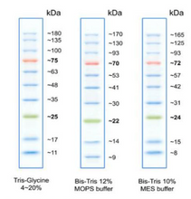 Charger l'image dans la galerie, Cozy™ Echelle de protéine précolorée (200 applications)