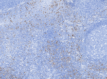 Charger l'image dans la galerie, S100 (DA105)
