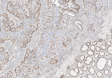 Charger l'image dans la galerie, PMS2 (DA101)
