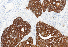 Charger l'image dans la galerie, CK (Pan) (DA040)
