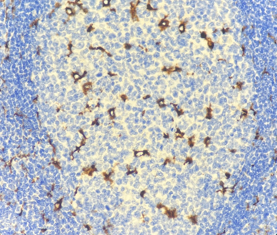 CD68 (DA030)
