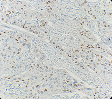 Charger l'image dans la galerie, Cyclin D1 (DA228)
