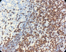 Charger l'image dans la galerie, CD5 (DA029)
