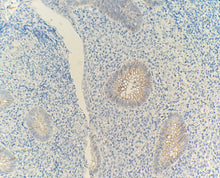 Charger l'image dans la galerie, DOG1 (DA050)
