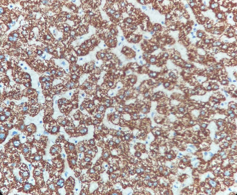 Hepatocyte (DA070)