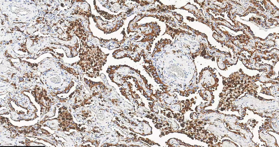 Napsin A (DA090)