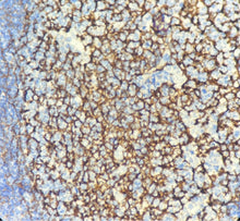 Charger l'image dans la galerie, CD21 (DA017)
