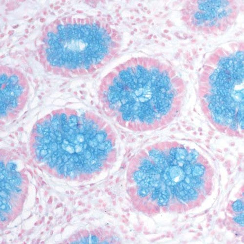 Kit Bleu Alcian pH 2.5