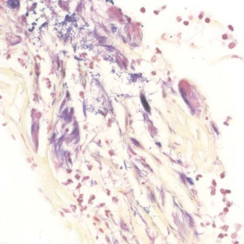 Kit BioGram Histo