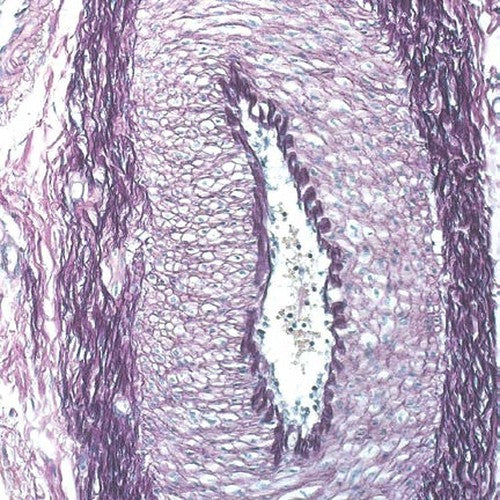 Kit Weigert-Van Gieson