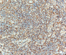 Charger l'image dans la galerie, CD99 (DA034)
