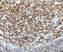 Charger l'image dans la galerie, CD23 (DA224)
