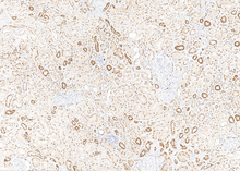 Charger l'image dans la galerie, Pax-8 (DA099)
