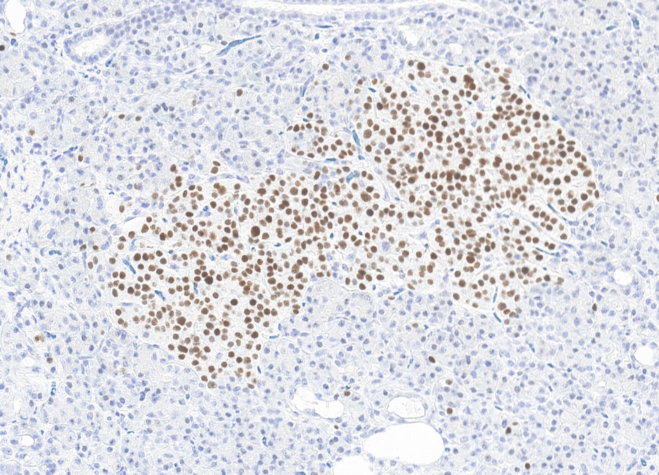 INSM1 (DA267)