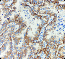 Charger l'image dans la galerie, CK CAM 5.2 (DA126)
