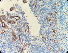 Charger l'image dans la galerie, CD34 (DA022)
