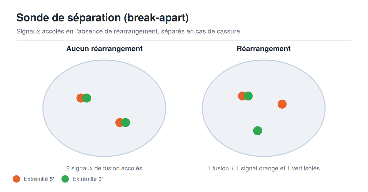 Schéma des signaux d'une sonde FISH de séparation (break-apart)