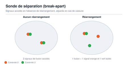 Schéma des signaux d'une sonde FISH de séparation (break-apart)