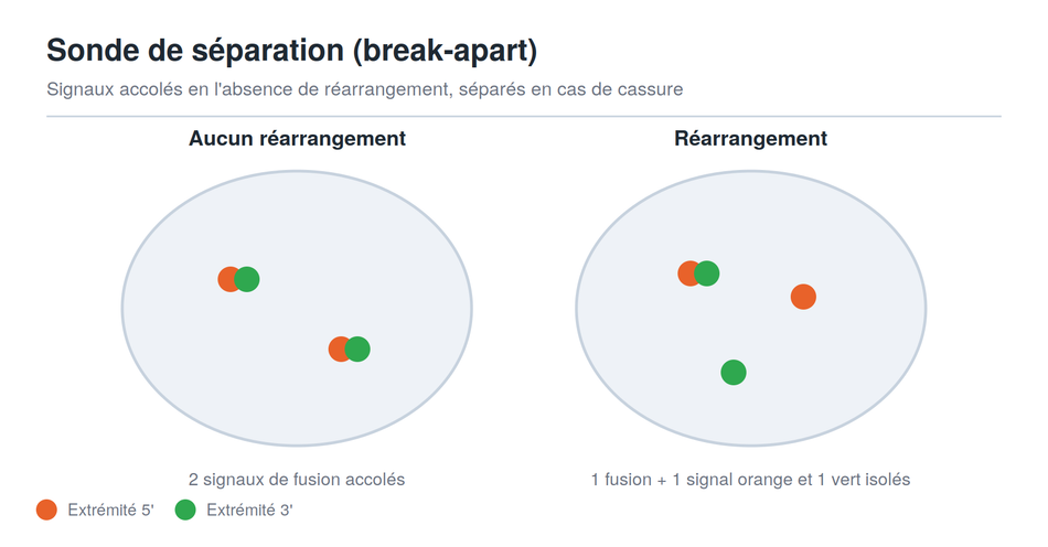 Schéma des signaux d'une sonde FISH de séparation (break-apart)