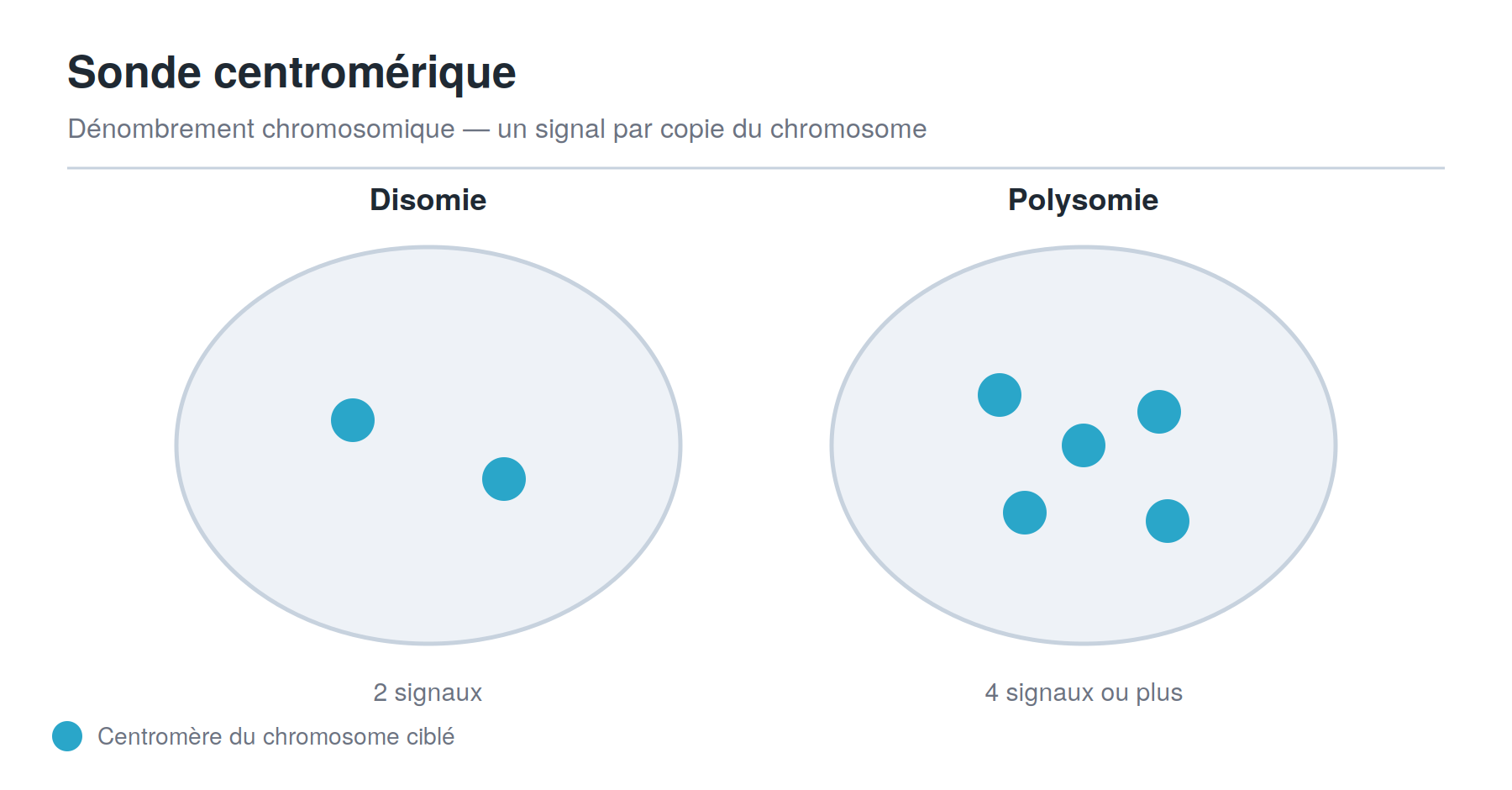 Schéma des signaux d'une sonde FISH centromérique