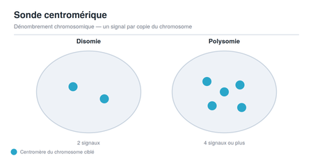 Schéma des signaux d'une sonde FISH centromérique