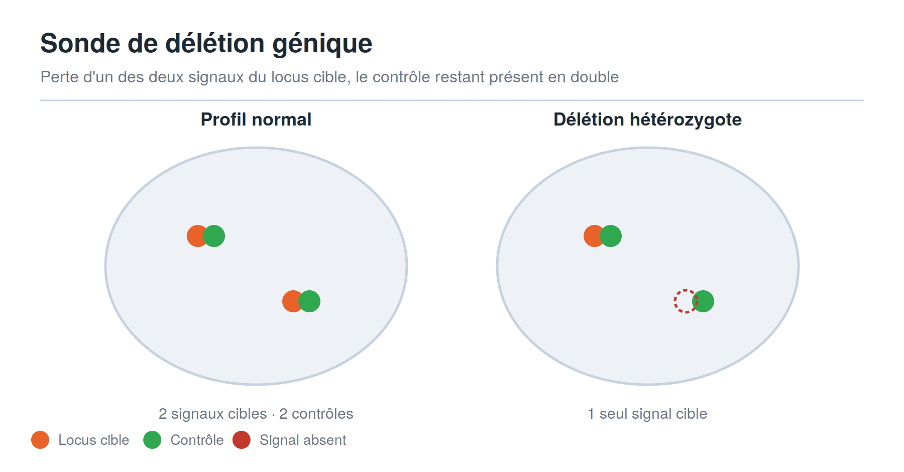 Schéma des signaux d'une sonde FISH de délétion génique
