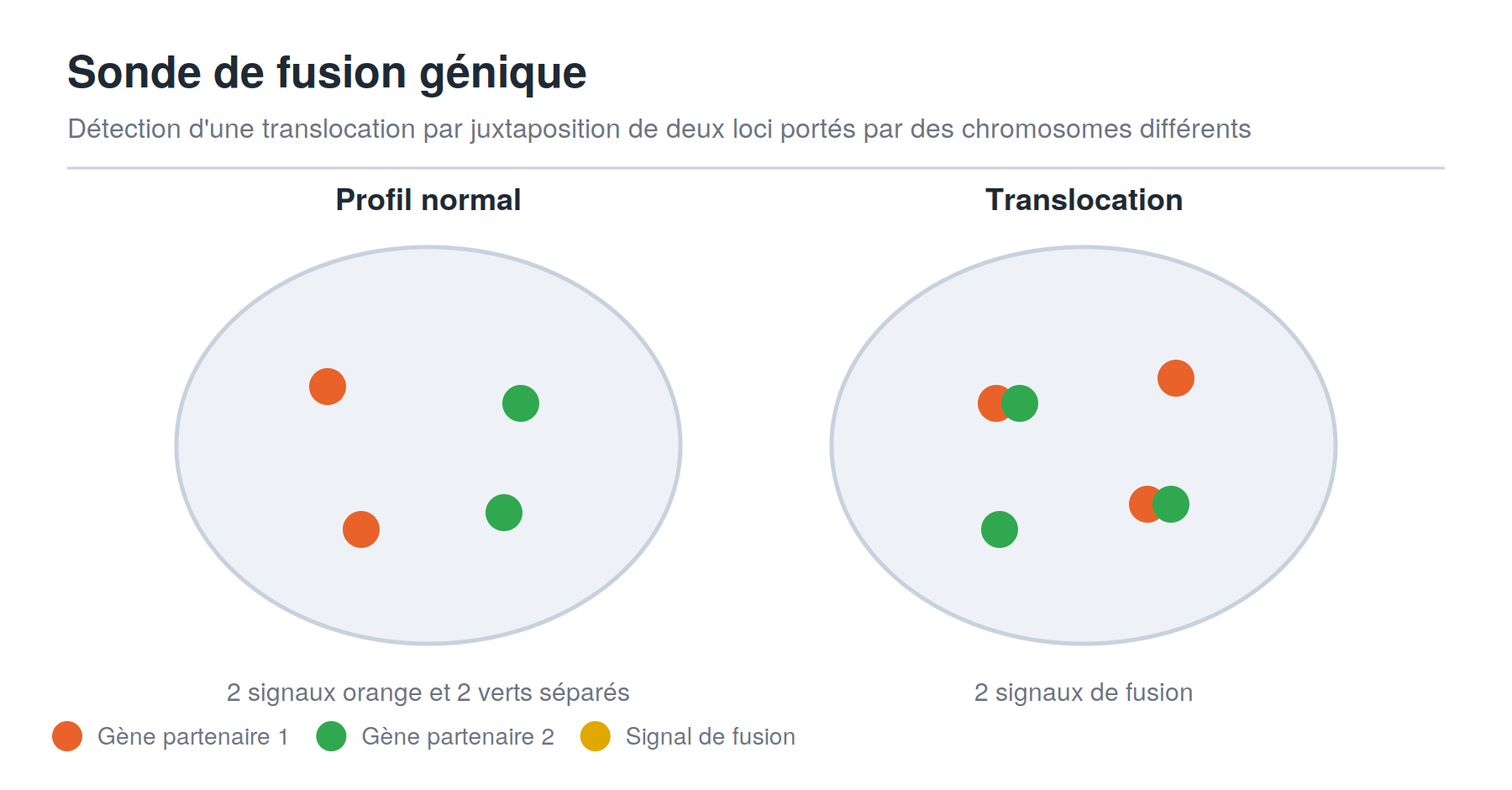 Schéma des signaux d'une sonde FISH de fusion génique