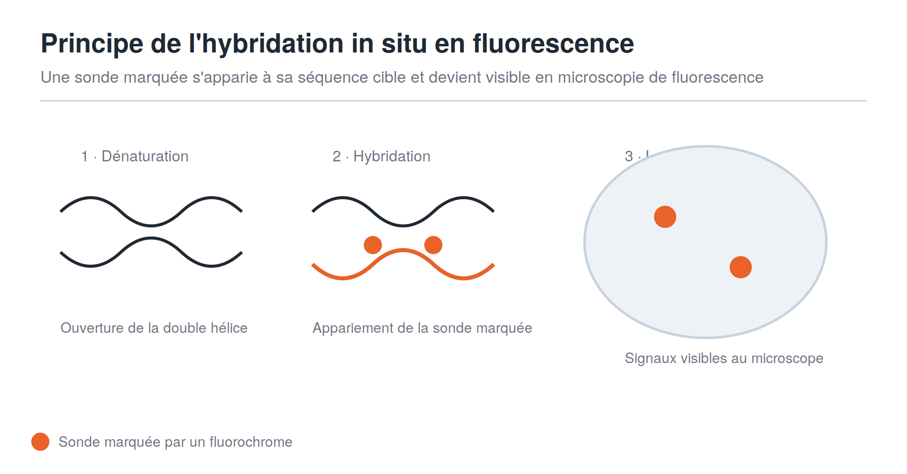 Principe de l'hybridation in situ en fluorescence