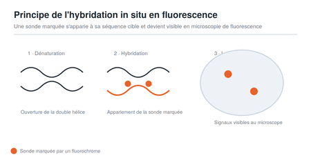Principe de l'hybridation in situ en fluorescence