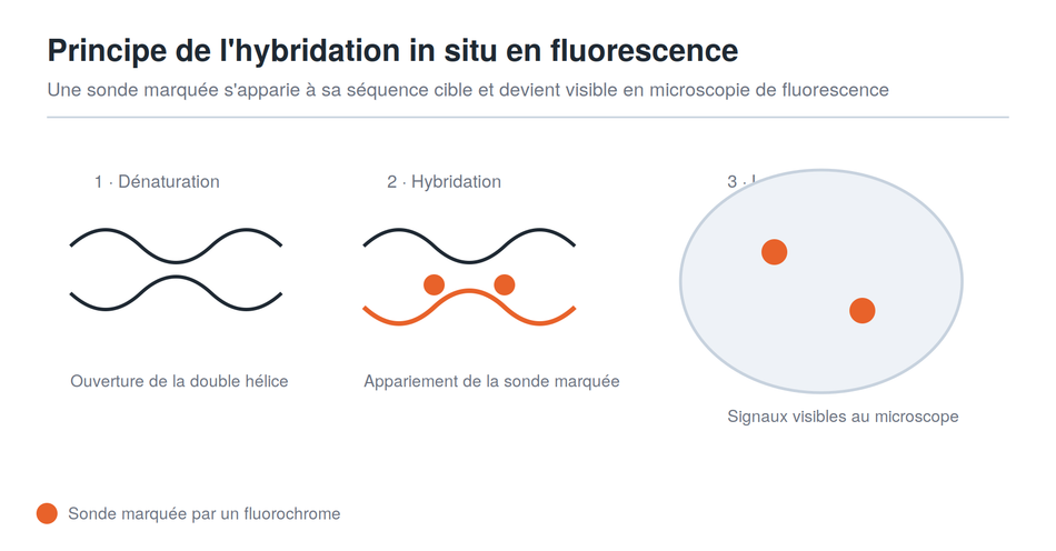 Principe de l'hybridation in situ en fluorescence