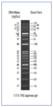 Echelle d'ADN 1Kb Take5™